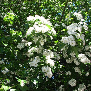 Prunus sp may2009 (1)