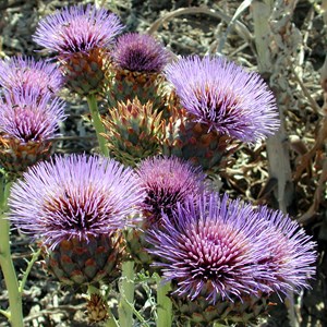 Cynara cardunculus 