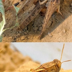 Acrididos