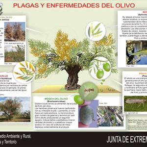 Plagas del olivo
