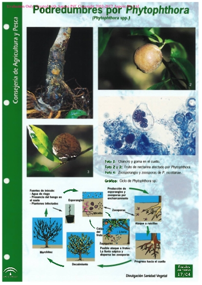 podredumbres-de-ra-z-y-cuello-por-phytophthora