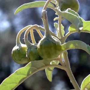 Solanum elaeagnifolium 2. Tomatito amarillo, matacaballos