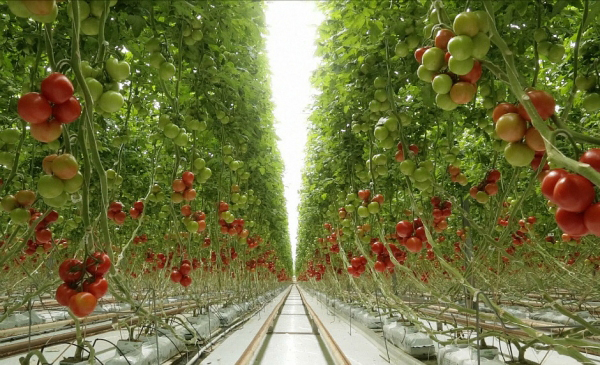 Arriba 73+ imagen produccion de tomate por metro cuadrado