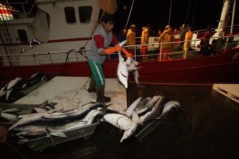 EU tuna fleets urge IOTC to close drift net fishing loopholes - It