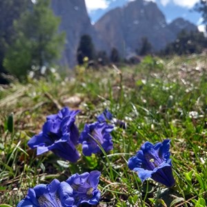 Gentiana acaulis 
