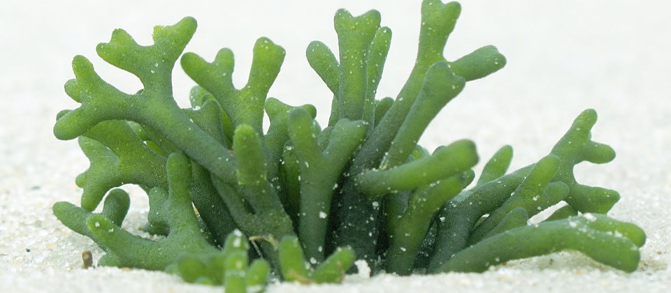 Las algas marinas son un gran bio estimulante para las plantas