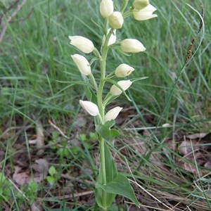 Cephalantera damasonium 