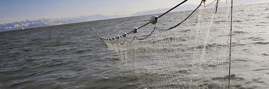EU tuna fleets urge IOTC to close drift net fishing loopholes - It is high  time to start using the stick rather than the carrot 