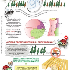Nematodo del pino
