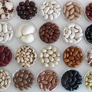 Semillas. Recursos Fitogenéticos