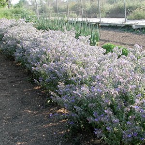 Borrajas (Borago officinalis)
