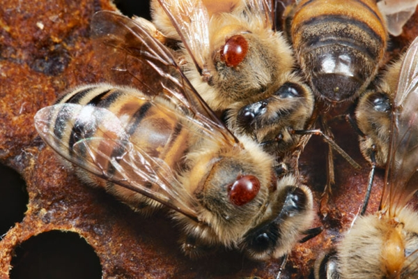 explosión derivación De acuerdo con Conoce el 'acaro' que se come la grasa de las abejas