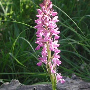 Dactylorhyza fuchsii