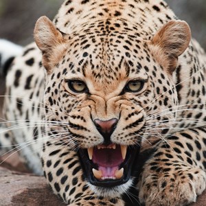 leopardo