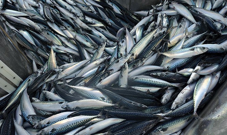 European fishermen taking the lead in the fight against marine litter