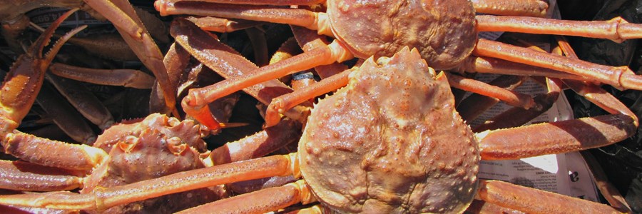 EU snow crab fishermen illicitly expelled from the Barents Sea and Svalbard  waters