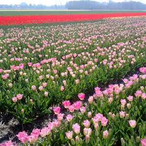 Campos para la producción de bulbos y flor cortada de tulipán cerca de Keukenhof (Paises Bajos)