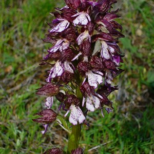Orchis purpurea