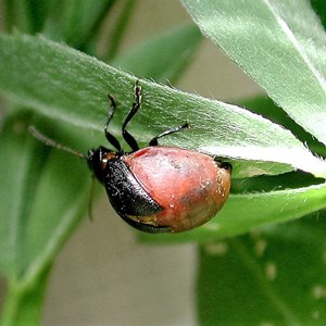 Colaspidema barbarum (hembra)