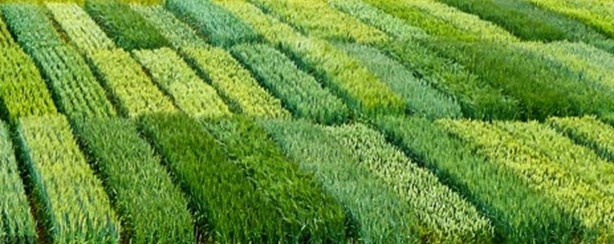 El Riego por Goteo Subterráneo transforma la producción de maíz: ahorro de  agua, energía, fertilizantes y mano de obra