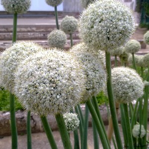 Cebolla (Allium cepa)  