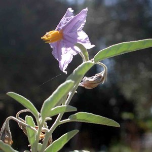 Solanum elaeagnifolium 1. Tomatito amarillo, matacaballos